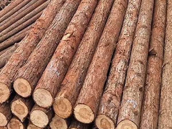 松木桩多少钱一根？松木桩的施工方案